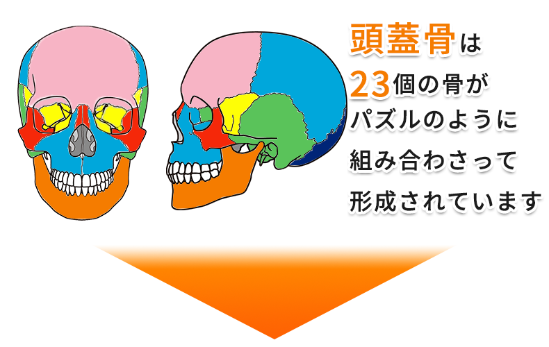頭蓋骨は23個の骨の組み合わせ